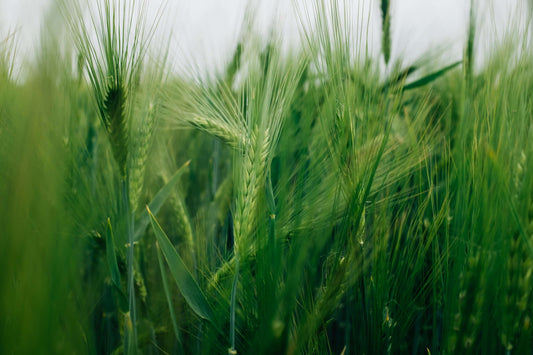 Close-up of a lush green barley field, symbolising natural ingredients, renewable resources, and Booheads’ plant-based product values.