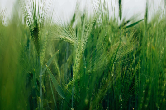 Close-up of a lush green barley field, symbolising natural ingredients, renewable resources, and Booheads’ plant-based product values.