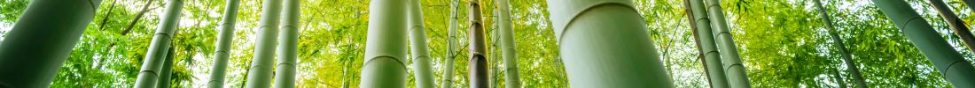 Close-up of bamboo, highlighting its renewable and biodegradable qualities.