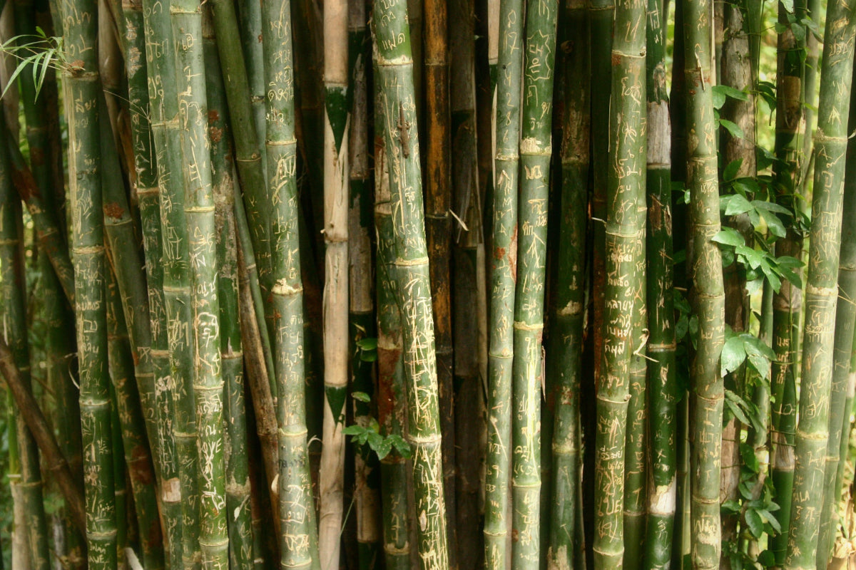 Natural bamboo, a sustainable material used in eco-friendly products.