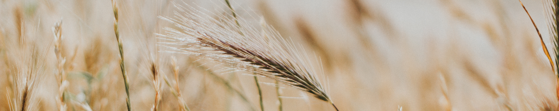 Close-up of natural wild grass in a golden field, symbolising organic and eco-friendly materials